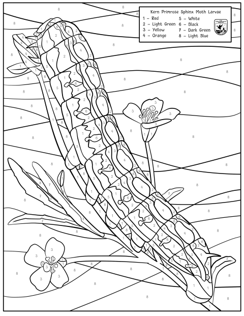 coloring page of kern primrose sphinx moth caterpillar