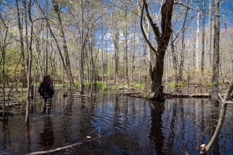 trees stand in water