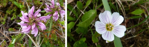 two flowers side by side with different petals and colors