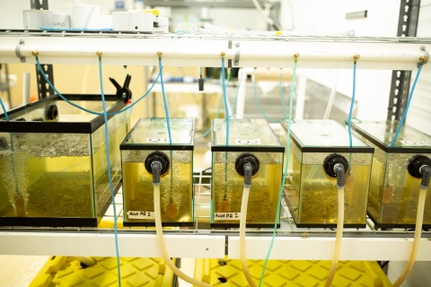 Small water tanks in a lab