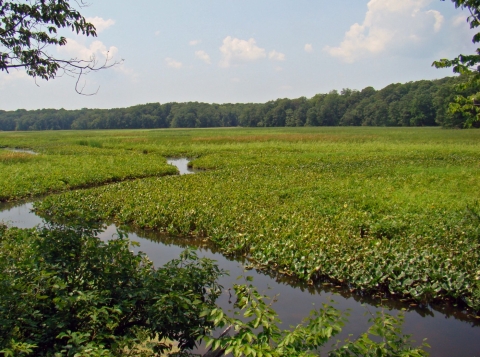 water winds through a lush green wetland