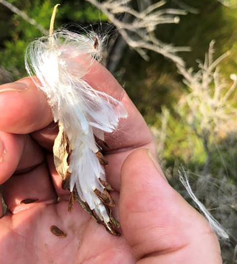 hand holding fluffy white plant with brown seeds