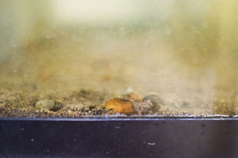 Mussel inside water tank with sand at the bottom