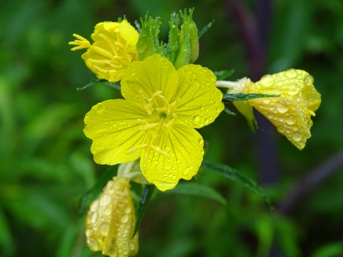 Bright yellow flowers on bright green vines