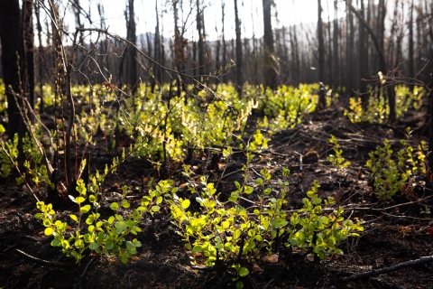  green growth amid blackened trees