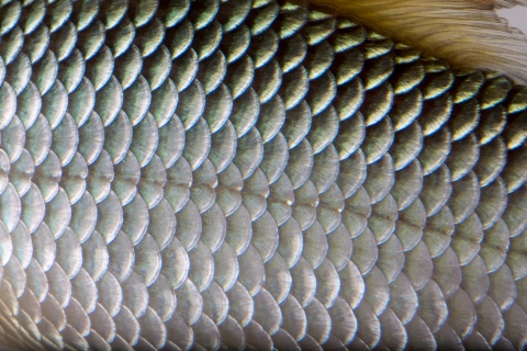 shiny silver scales up close