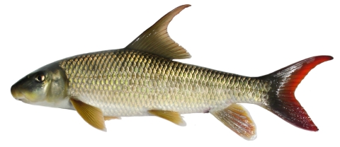 a brown fish with a sickle-shaped dorsal fin and red tail fin