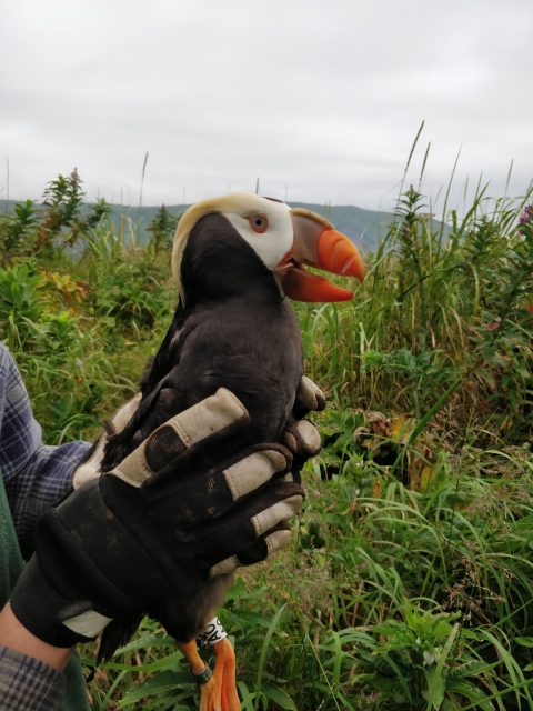 Tufted puffin  Oregon Department of Fish & Wildlife