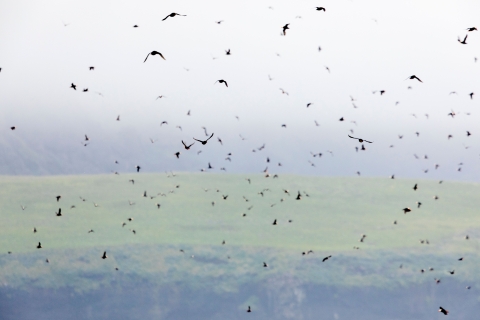 hundreds of puffins in the air offshore of a green island