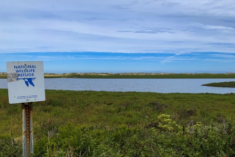 View of wild plants and river with blue skies and clouds over the top