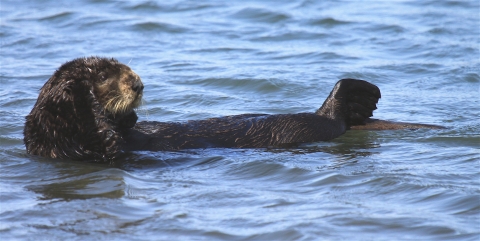 A sea otter floating on its back in the water