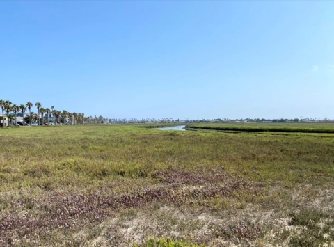 A view of a marsh with palm trees in the distance