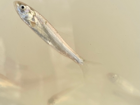 Close up photo of a Rio Grande silvery minnow in water