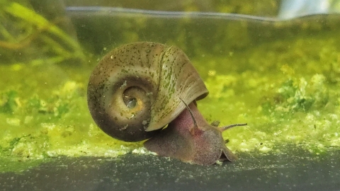 Snail with coiled shell under water