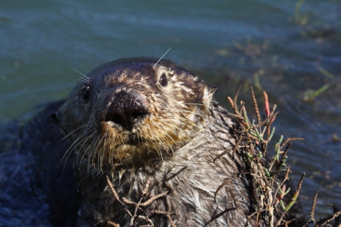 A closeup of a sea otter floating in the water