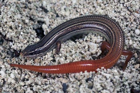 A Florida Key mole skink is shown from above, curled on top of the sand. His back is brown with lengthwise beige and black stripes and a pinkish red tail.