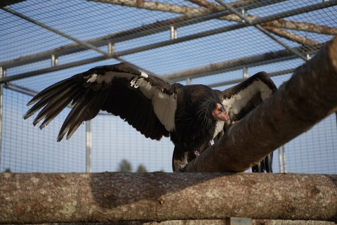 Paaytoqin stretches out his wings in the flight pen