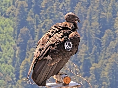  Ney-gem' 'Ne-chween-kah perches outside of the flight pen with a forest in the background