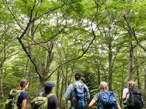 Five people looking into a forest