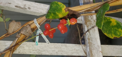 Coral Honeysuckle (Lonicera sempervirens)