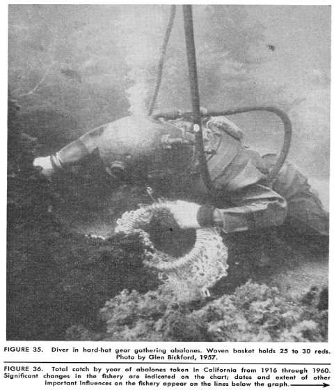 A black and white photo of a diver gathering underwater specimens in a woven basket