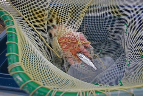 a small fish in a net