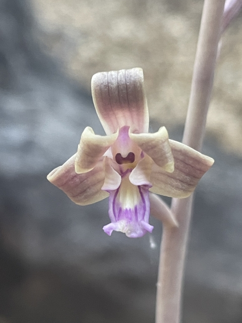 chisos coral-root