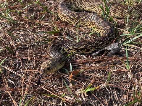 Louisiana pinesnake smelling