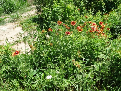 Stand of yellow-edged and orange flowers in green stems and leaves