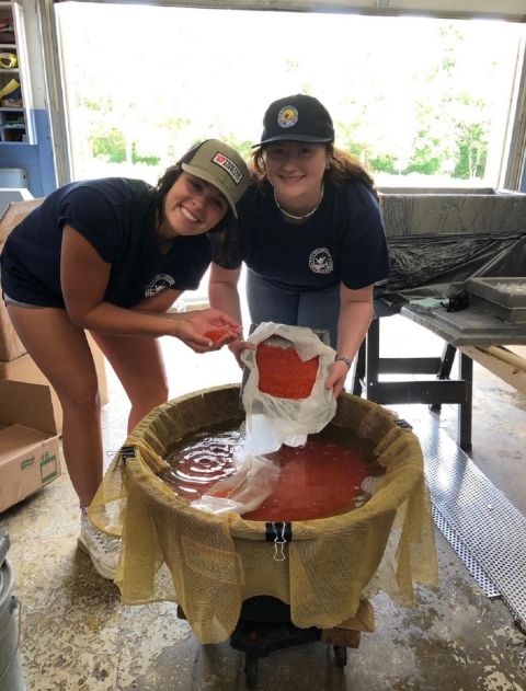 Two summer workers processing trout eggs 