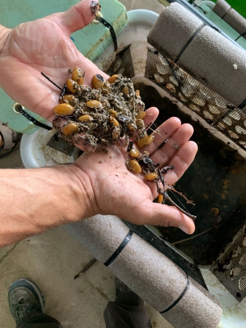 Several small freshwater mussels held in hands over white mussel cage