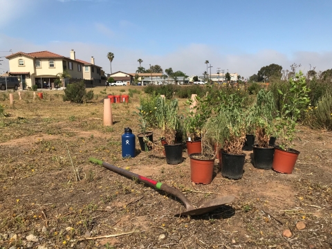 A shovel is on the ground and behind it a few potted plants that await to be placed on the ground.