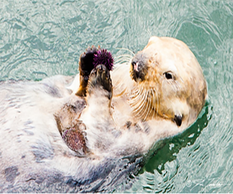 A sea otter floating on its back while holding a purple sea urchin