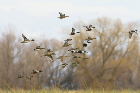 Ducks fly past trees and brush