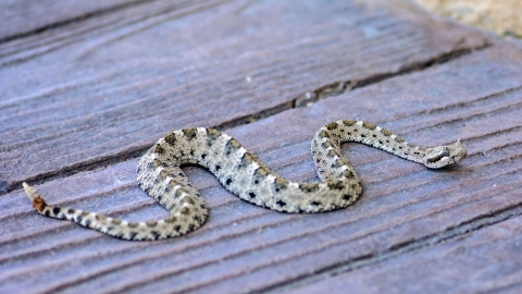 Small, speckled brown, white, and black rattlesnake sitting on a boardwalk