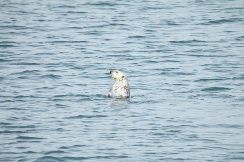 A female sea otter periscopes while foraging in Morro Bay, California