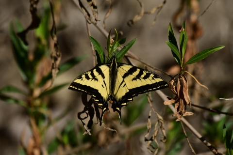 Butterfly rests on plant.