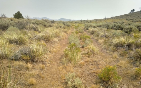 Hazardous Road with vegetation