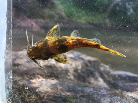 Top down view of a brown and black catfish like fish in a viewing box. 