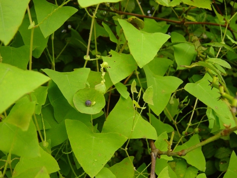 Close-up of Mile-a-minute plants