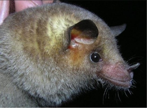 A profile of a Mexican long-nose bat- a tan to gray bat with somewhat small ears, large eyes, a pointy nose, and almost smiling snout.