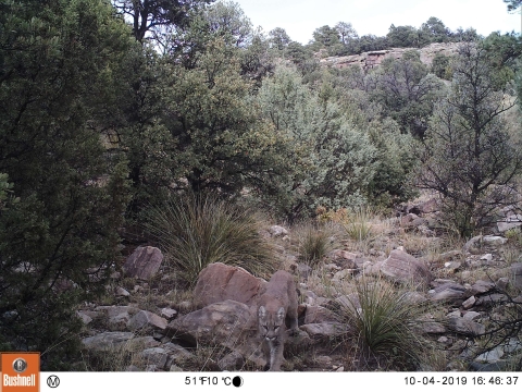 mountain lion on rocky trail