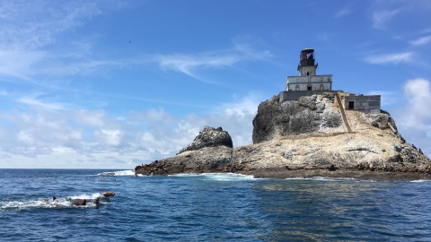 Sea lions move in a small group in the left of the frame, some breaching out of the ocean, with Tillamook Rock and lighthouse in the background.