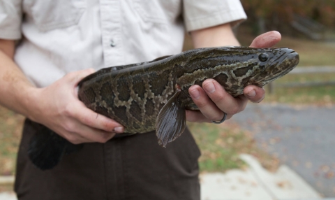 a brown fish in someone's hands