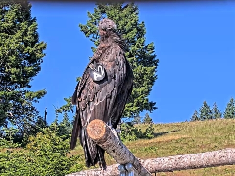 Nes-kwe-chokw’ sits on a perch outside the flight pen