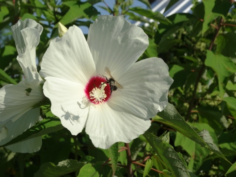 5 petal white flower with magenta center