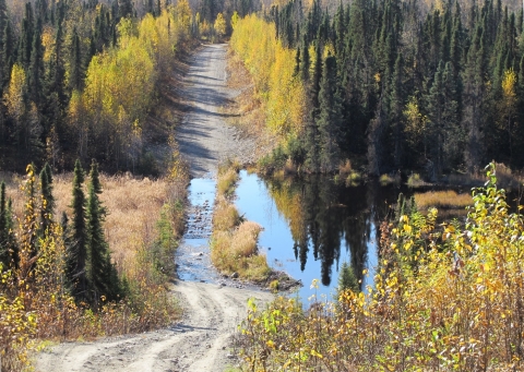 A rural Alaskan dirt road is flooded due to a clogged culvert, the season of Fall is approaching marked by the yellow-colored leaves of the local saplings.