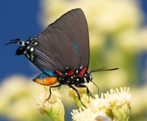 a butterfly with black underside wings and a blue and orange abdomen nectaring on a yellow flower.