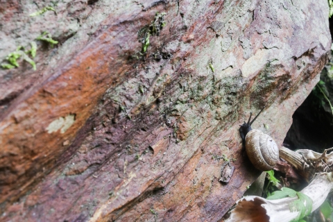 Snail crawling up a vertical rock face