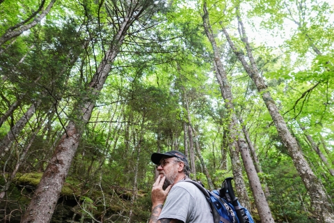 Lone person standing in a forest